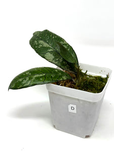 Hoya Gunung Gading Silver Ghost D