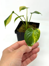 Load image into Gallery viewer, Homalomena Rubescens Variegated C