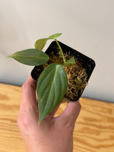 Load image into Gallery viewer, 144. Philodendron Glorious