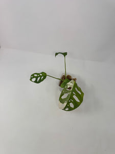 Monstera Adansonii Variegated D