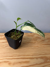 Load image into Gallery viewer, 95. Philodendron Bipennifolium Variegated ‘Violin’