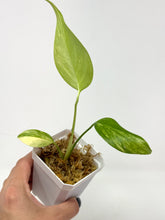 Load image into Gallery viewer, Monstera Deliciosa Aurea Variegated I