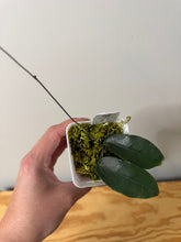 Load image into Gallery viewer, 30. Hoya Inflata