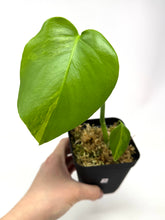 Load image into Gallery viewer, Monstera Deliciosa Aurea Variegated B