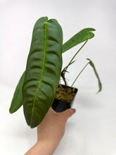 Load image into Gallery viewer, Philodendron Sharoniae