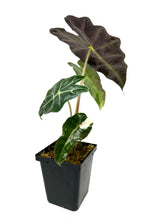 Load image into Gallery viewer, Alocasia Amazonica Variegated A