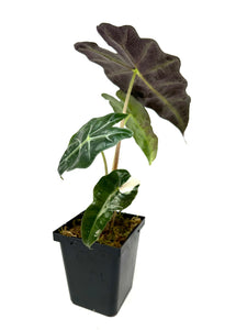 Alocasia Amazonica Variegated A