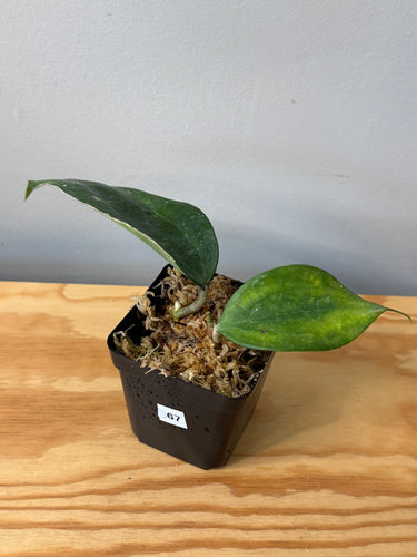 67. Hoya Latifolia ‘Bai Bua’
