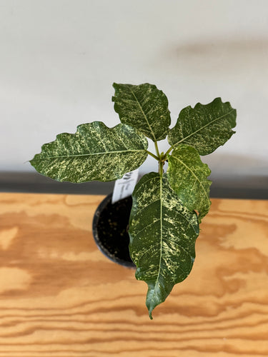 131. Ficus Aspera Variegated