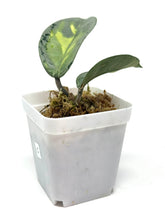 Load image into Gallery viewer, Hoya Carnosa Argentea Princess C