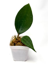 Load image into Gallery viewer, Hoya Macrophylla cv. Fadia