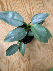 Philodendron Hastatum Silver Sword