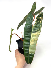 Load image into Gallery viewer, Philodendron Billietiae Variegated D