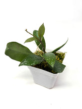 Load image into Gallery viewer, Hoya Walliniana UT-152