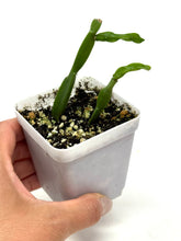 Load image into Gallery viewer, Rhipsalis Paradoxa (Ships within Canada only)