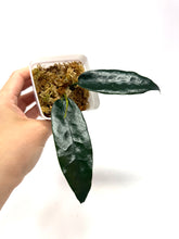 Load image into Gallery viewer, Hoya Onychoides