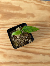 Load image into Gallery viewer, 154. Monstera Obliqua