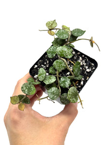Hoya Curtisii