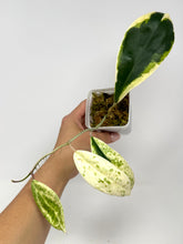 Load image into Gallery viewer, Hoya Incrassata Albo Variegated