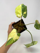 Load image into Gallery viewer, Philodendron Gloriosum Variegated A