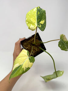 Philodendron Gloriosum Variegated A