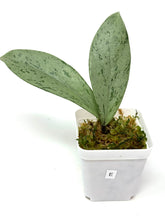 Load image into Gallery viewer, Hoya Pubicalyx Pink Silver Ghost E