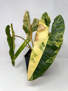 Philodendron Billietiae Variegated B