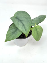 Load image into Gallery viewer, Scindapsus Pictus &#39;Platinum&#39;