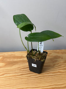 107. Amydrium Medium