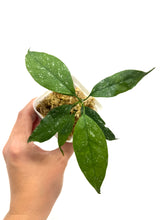 Load image into Gallery viewer, Hoya Multiflora Splash