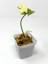 Load image into Gallery viewer, Philodendron Gloriosum Variegated C