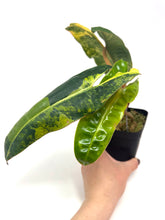 Load image into Gallery viewer, Philodendron Billietiae Variegated C