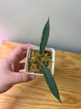 Load image into Gallery viewer, 17. Hoya Brassii Variegated