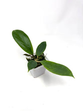 Load image into Gallery viewer, Hoya Vorapol