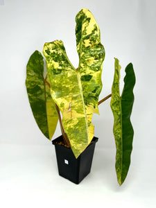 Philodendron Billietiae Variegated A