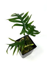 Load image into Gallery viewer, Philodendron Tahiti