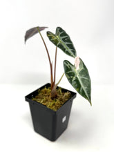 Load image into Gallery viewer, Alocasia Bambino Variegated A