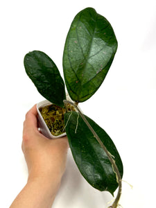 Hoya Forbesii