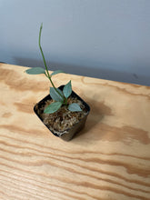 Load image into Gallery viewer, 212. Hoya Coriacea Silver