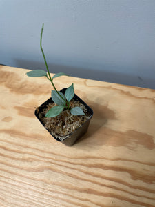 212. Hoya Coriacea Silver