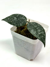 Load image into Gallery viewer, Hoya Caudata Silver Ghost