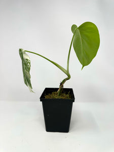 Monstera Deliciosa Albo Variegated D