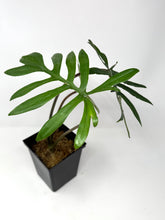 Load image into Gallery viewer, Philodendron Mayoi