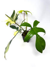 Load image into Gallery viewer, Philodendron Florida Beauty A