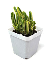 Load image into Gallery viewer, Acanthocereus Tetragonus ‘Fairy Castle Cactus’ Variegated (Ships within Canada only)