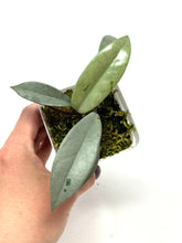 Load image into Gallery viewer, Hoya Wilbur Graves Silver A