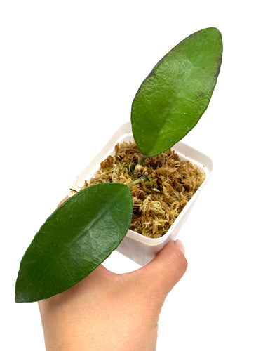 Hoya Kloppenburgii