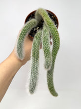 Load image into Gallery viewer, Cleistocactus Colademononis “Monkey Tail Cactus” Large Plant (Long hair variant) - Ships within Canada only