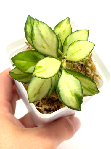 Hoya Heuschkeliana Inner Variegated