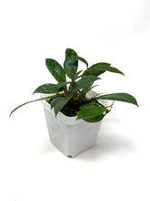 Load image into Gallery viewer, Hoya Walliniana UT-152